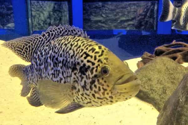 Ocean Aquarium in Protaras